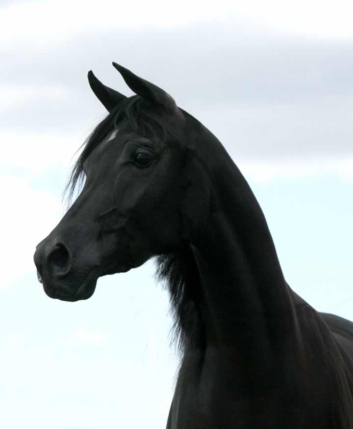 Black daughter of Ames Charisma
