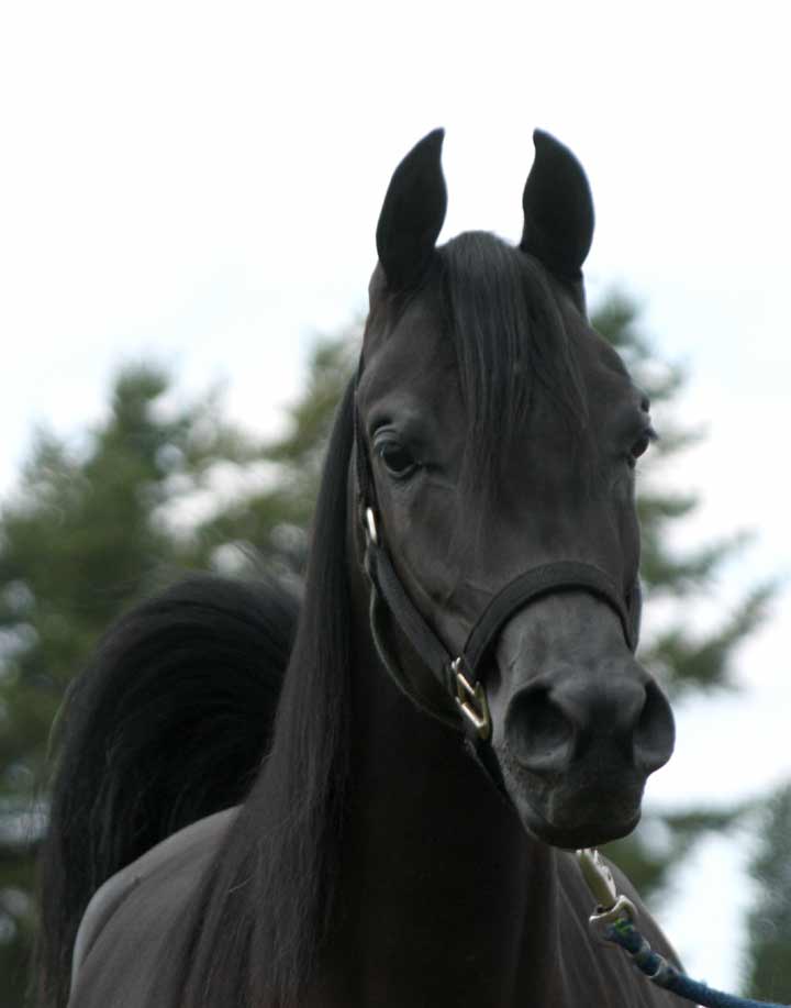 Black daughter of Ames Charisma
