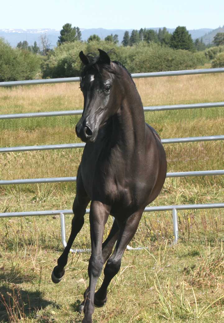 Black Arabian mare by Ames Charisma