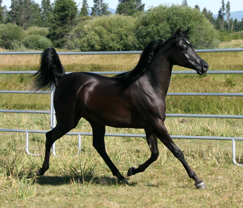 Black Arabian mare by Ames Charisma