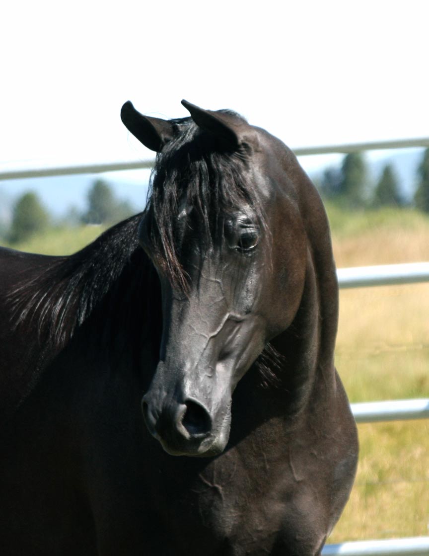 Black Arabian filly by Ames Charisma