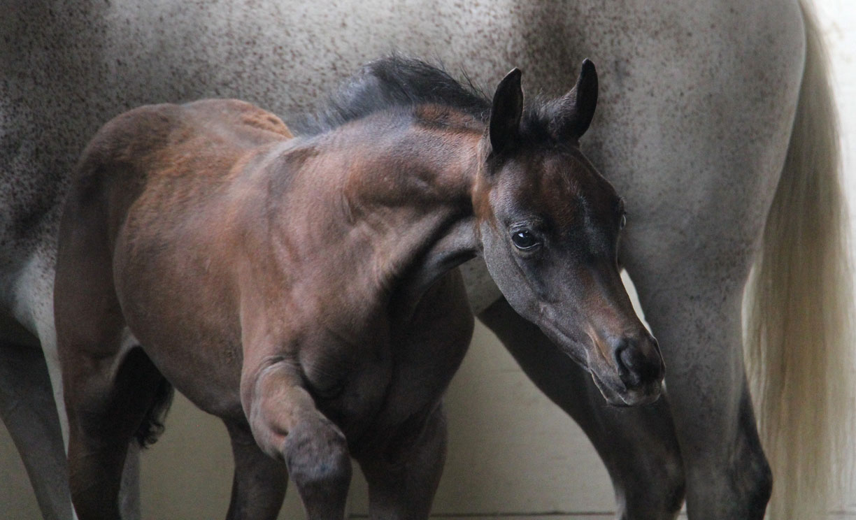 2016 grey colt by Ferric BP