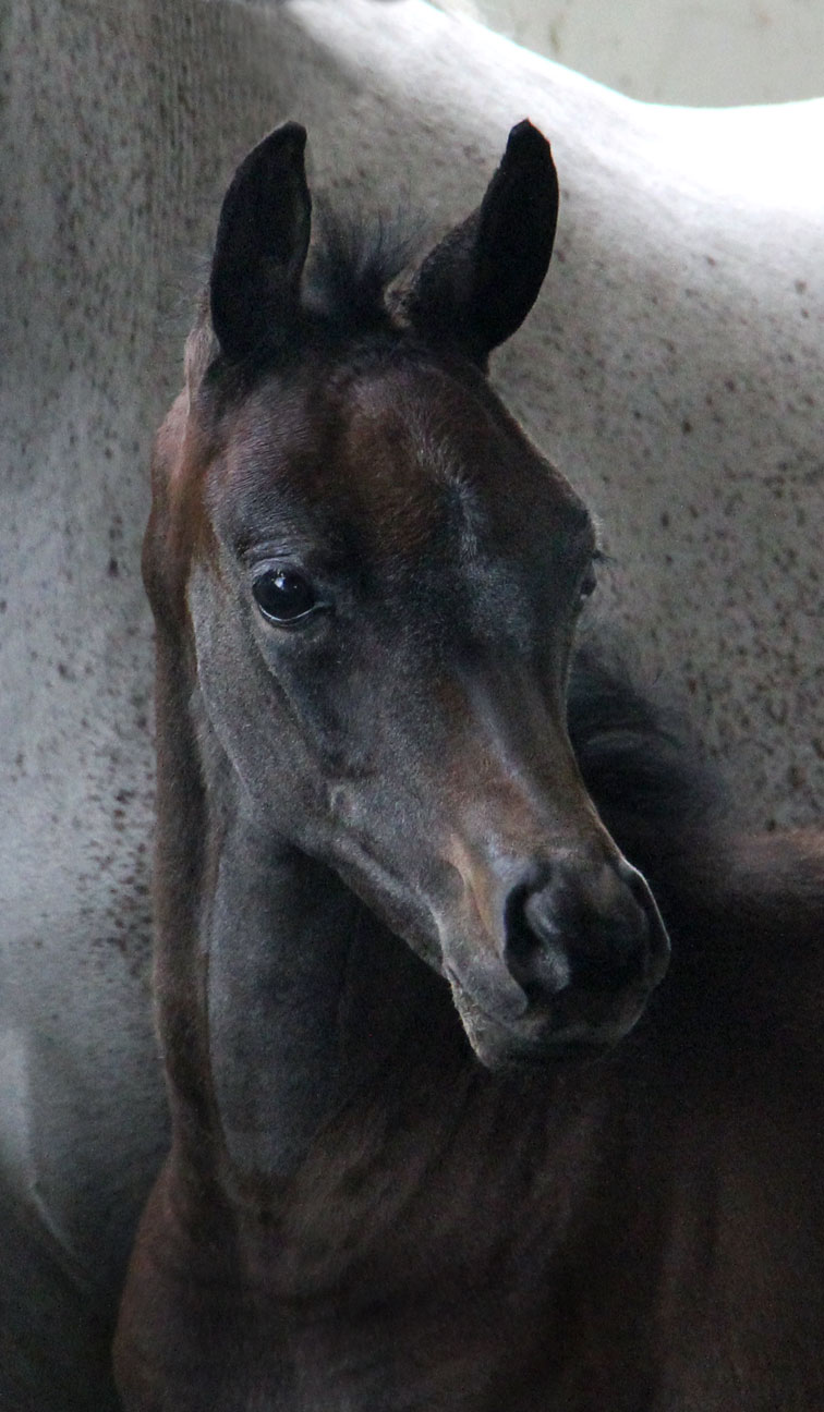 Grey colt by Ferric BP