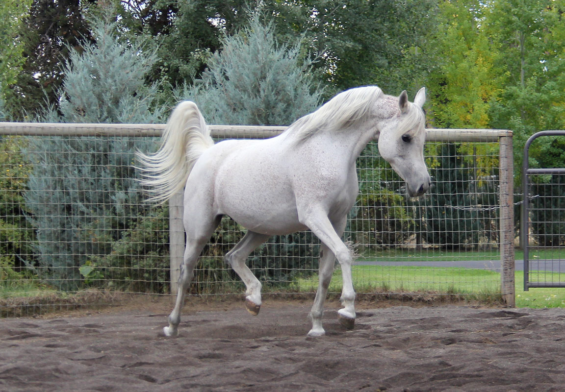 Trevs Jazi Delight by pfc Trevallon
