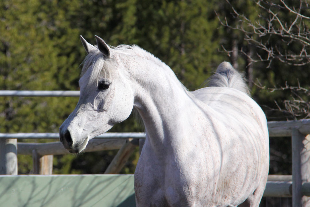 Grey mare by pfc Trevallon