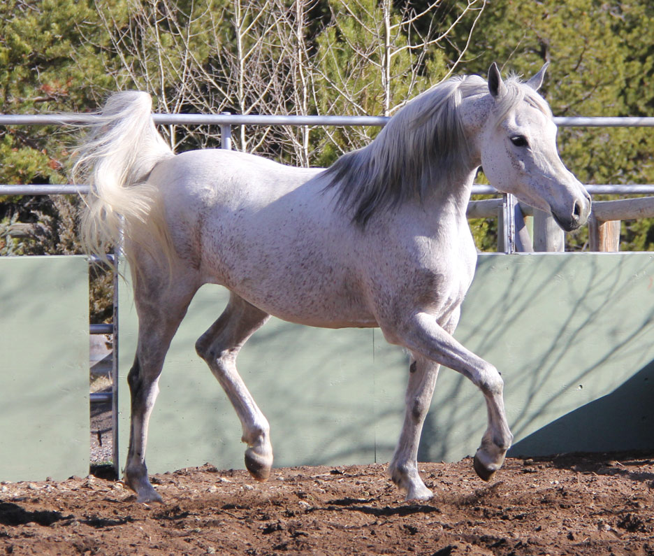 Grey Arabian mare by pfc Trevallon