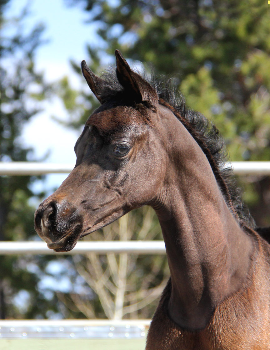 Grey colt by Ferric BP