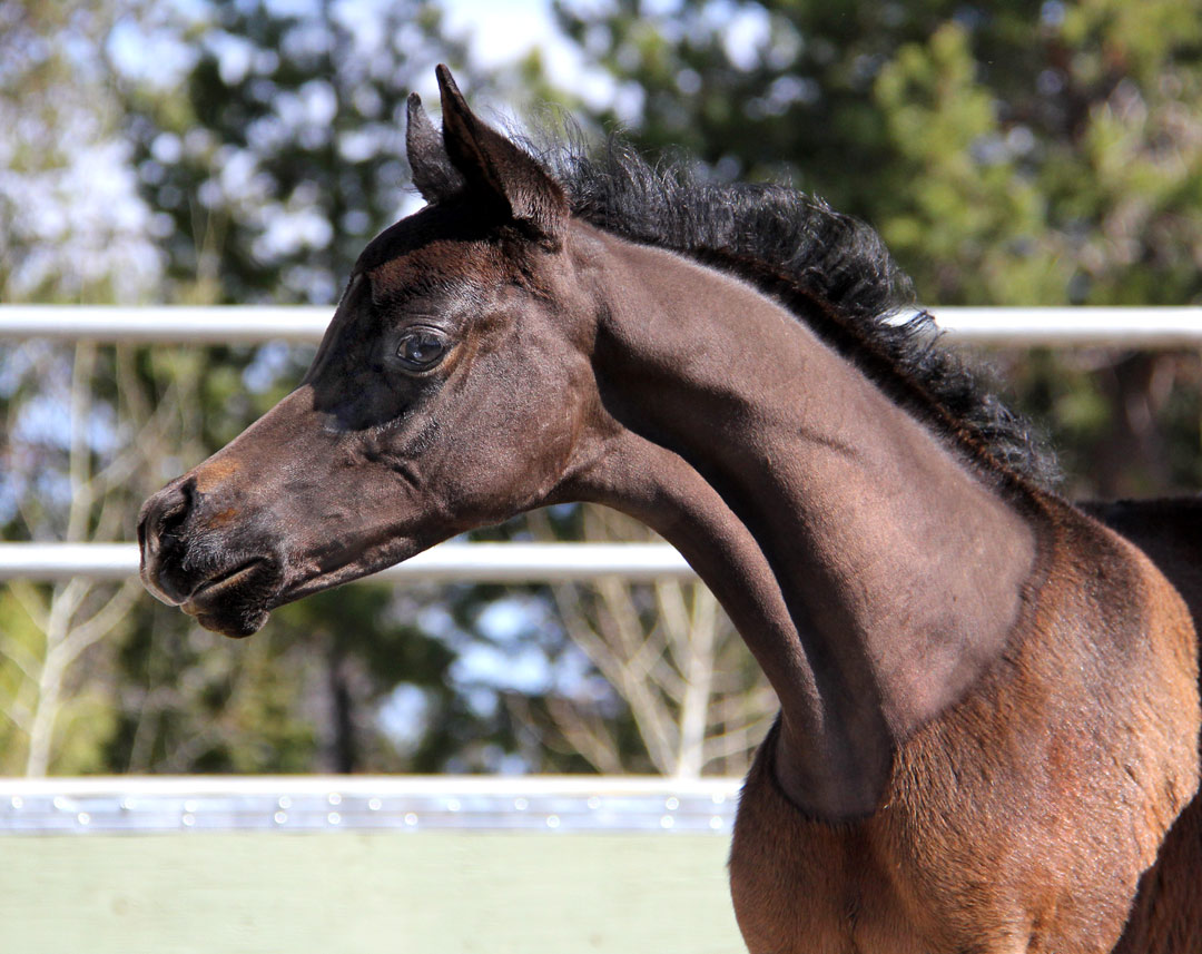 Grey colt by Ferric BP