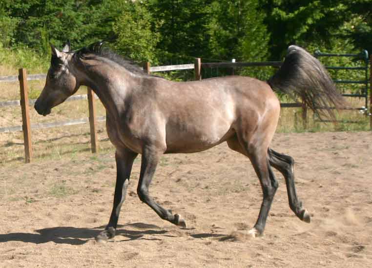 grey fillt by pfc Trevallon, black arabian stallion