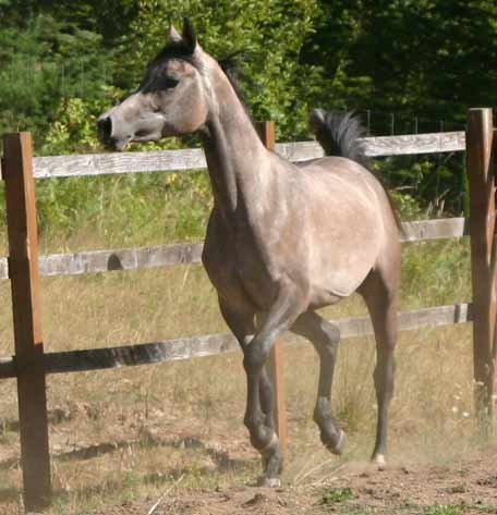 Gray mare by pfc Trevallon