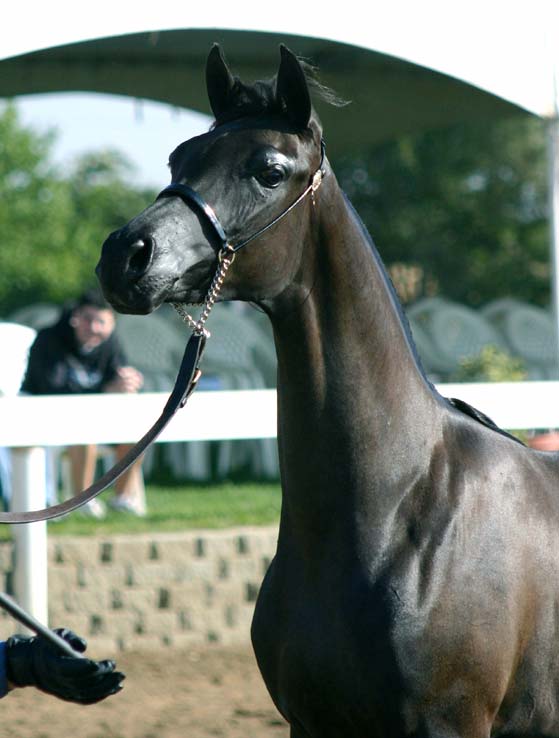 Black Arabian Filly by pfc Trevallon