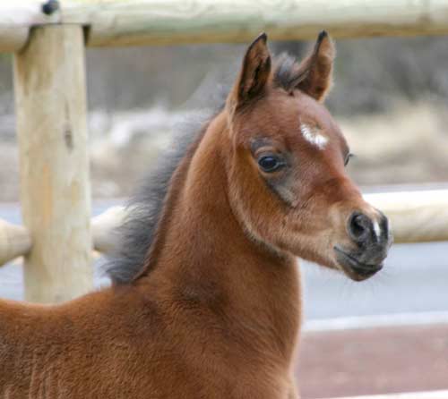 colt by pfc Trevallon, black Arabian stallion