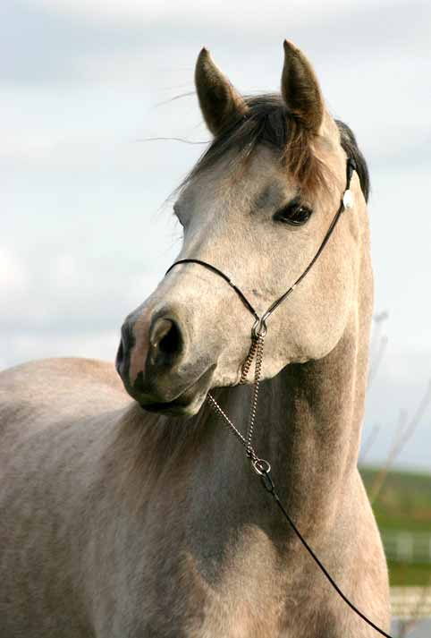 Birch Park Black Arabians Jafar filly