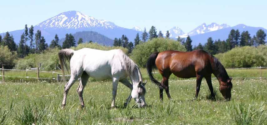 Mares of Birch PArk Black Arabians summer 2006