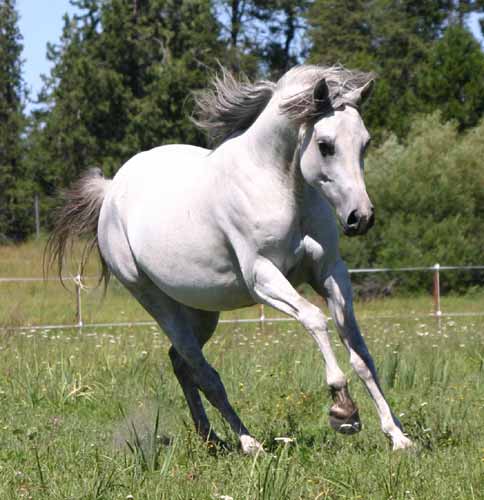 Grey mare for sale