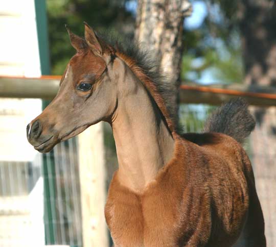 bay colt by black Arabian stallion, pfc Trevallon