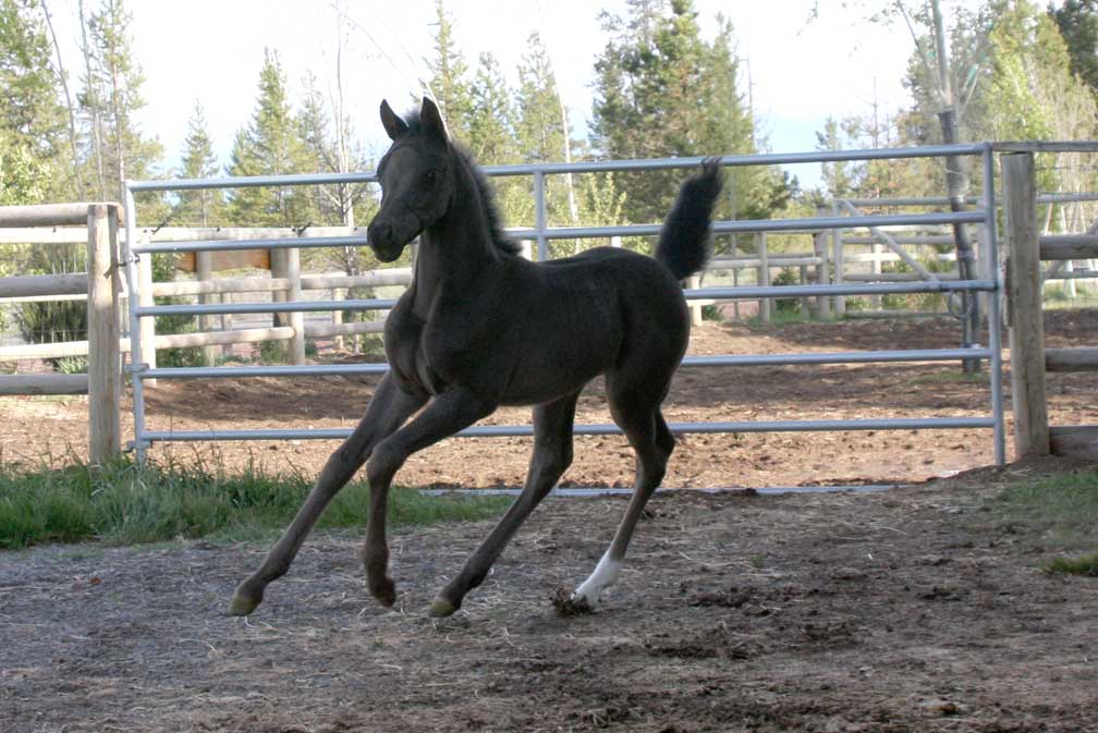 Black Arabian filly by pfc Trevallon