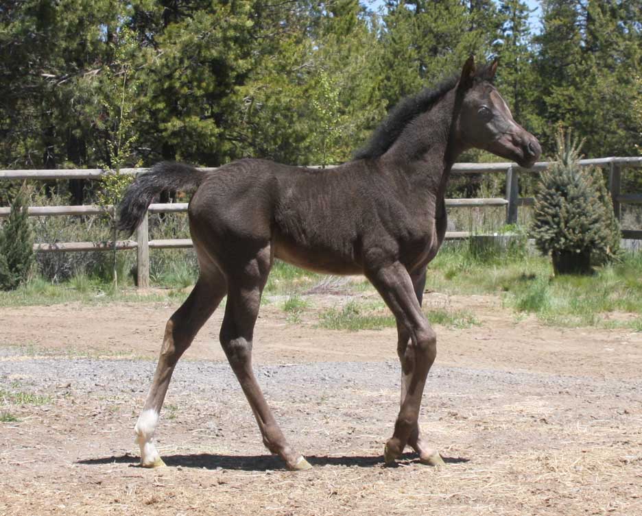 Black Arabian filly by pfc Trevallon