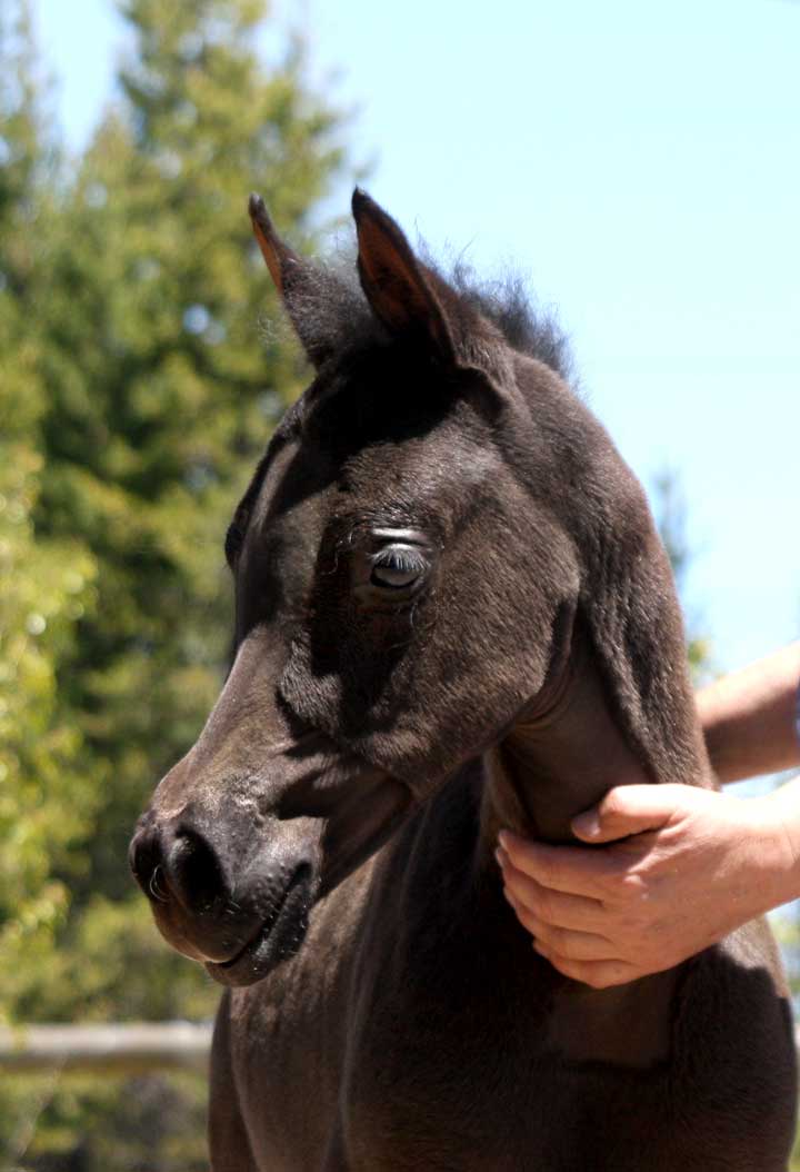 2010 Black Colt