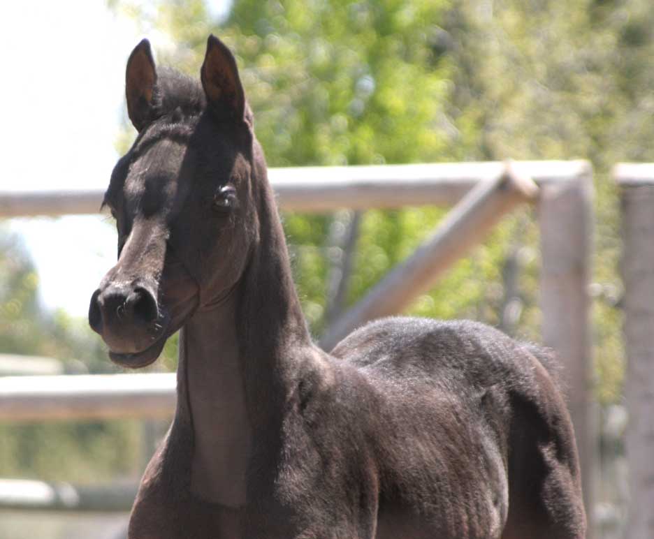 Black Arabian filly by pfc Trevallon