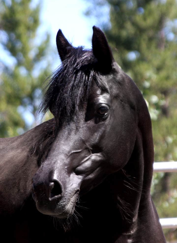 Homozygous black mare