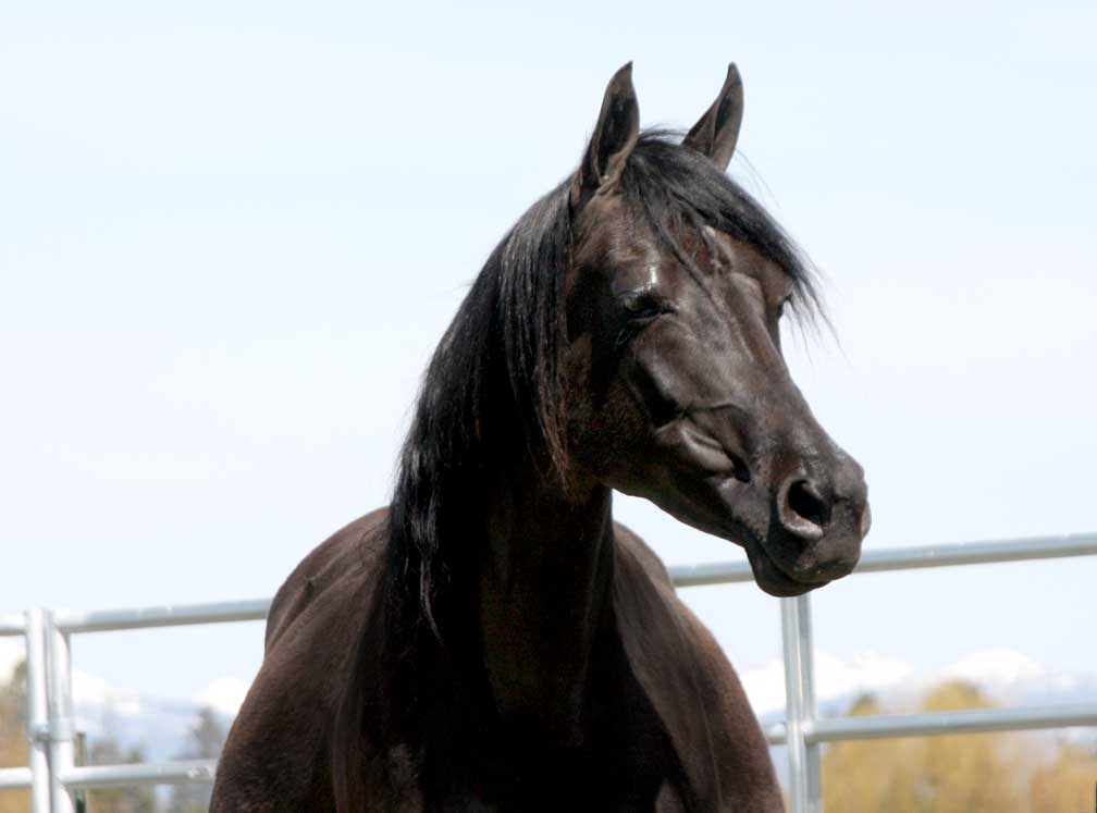 Homozygous black mare