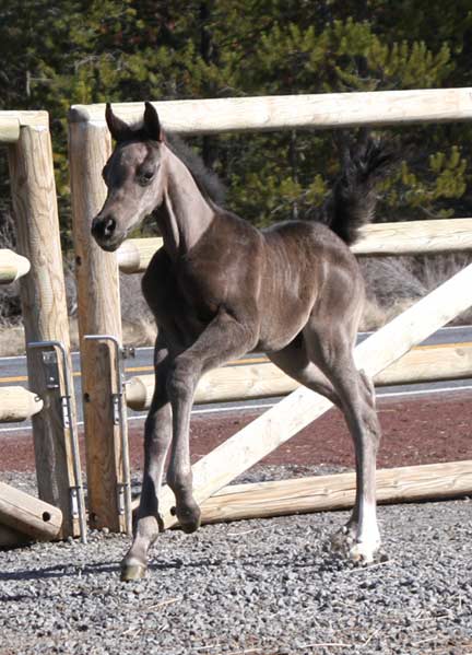 Black colt by pfc Trevallon