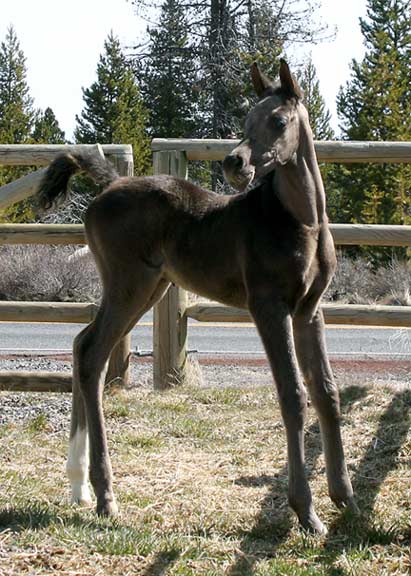 Black Arabian colt by pfc Trevallon