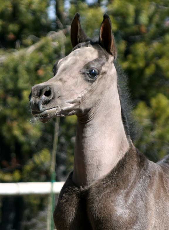 Black Arabian colt by pfc Trevallon