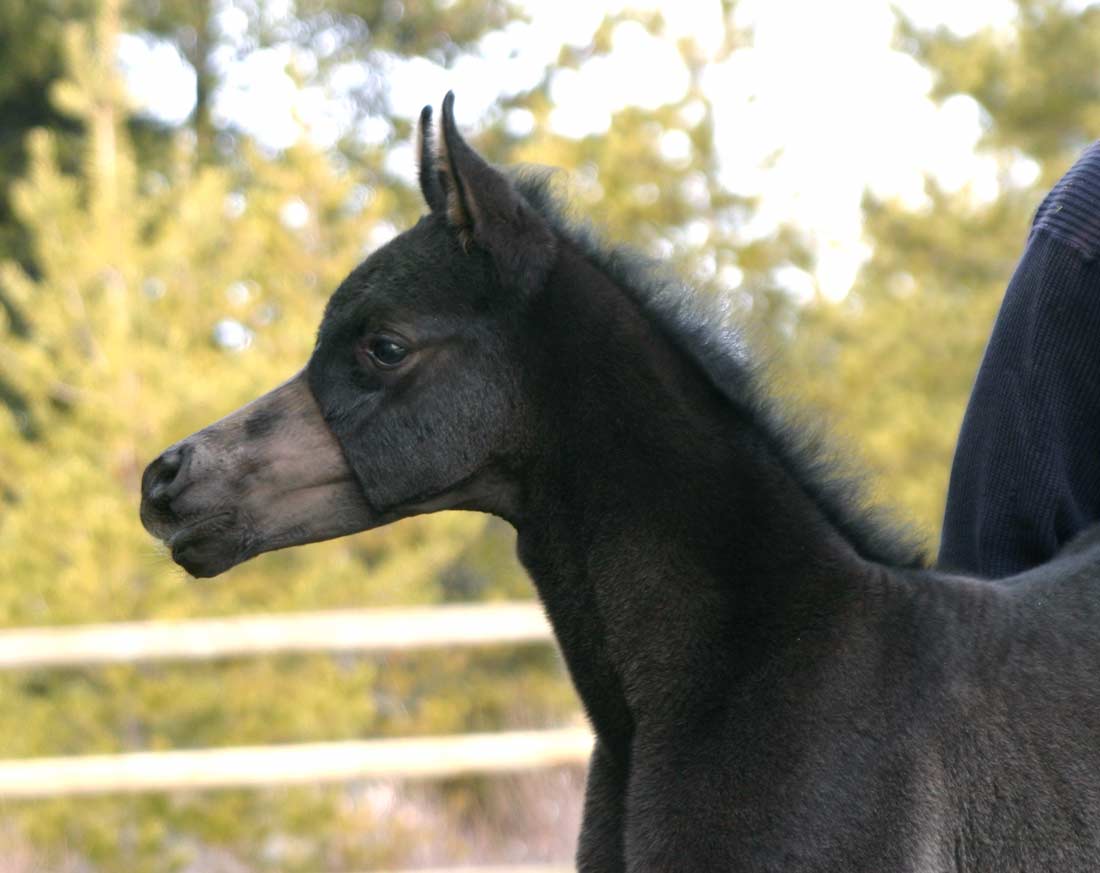 Solid black filly by pfc Trevallon
