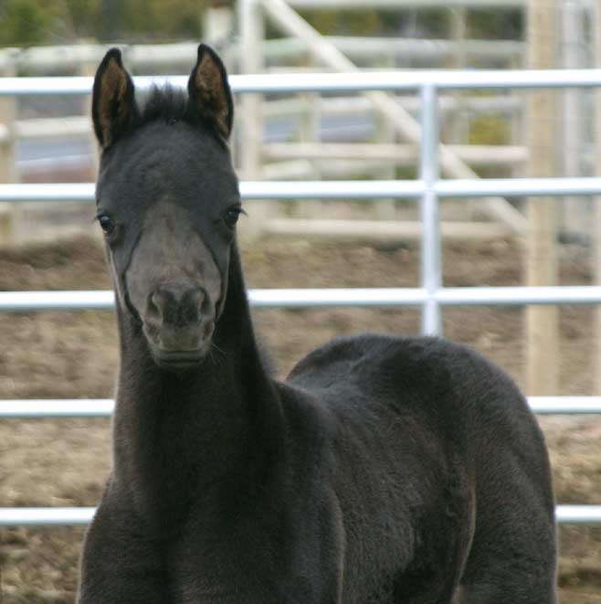 Black Arabian filly by pfc Trevallon