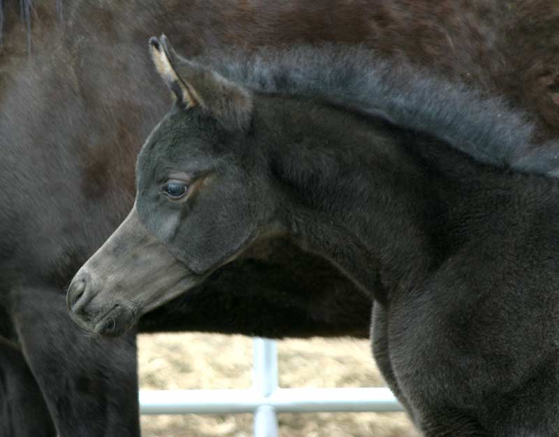 Solid Black filly by Trevallon