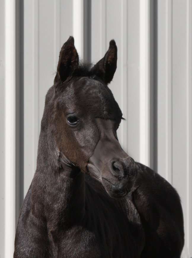 Black Arabian colt by Ferrer
