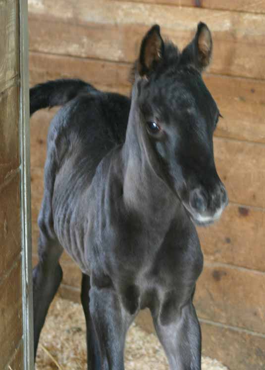 Black Arabain Filly by pfc Trevallon