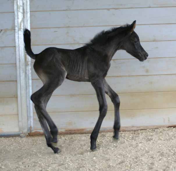 Black Arabain Filly by pfc Trevallon