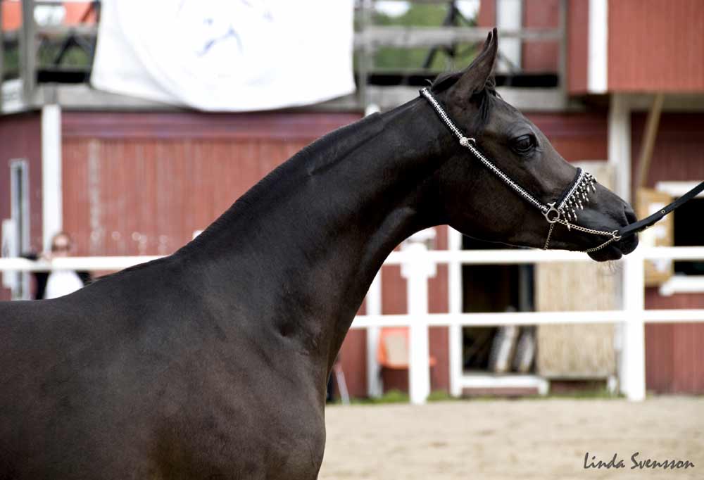 Black Arabian filly by pfc Trevallon