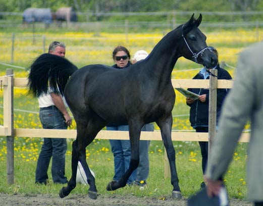 Black Arabian filly by pfc Trevallon