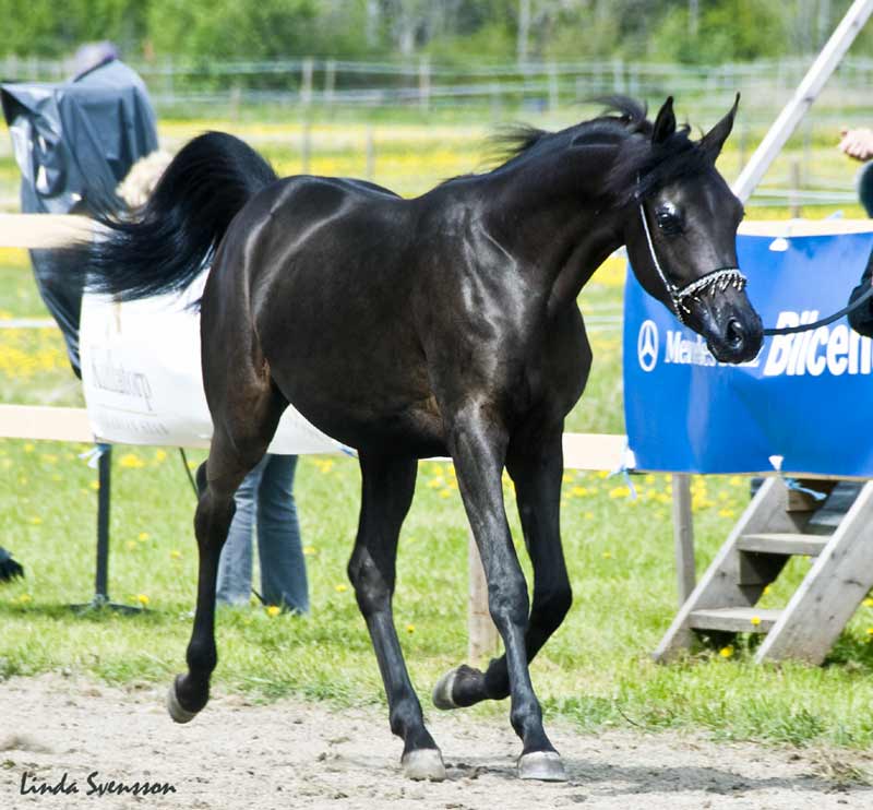 black filly out of CG Kalani
