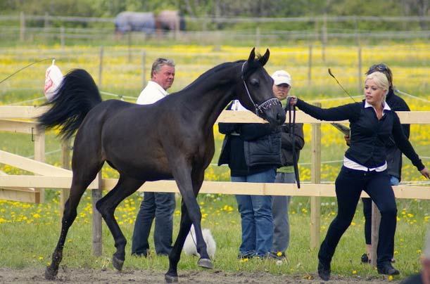 Black Arabian filly by pfc Trevallon