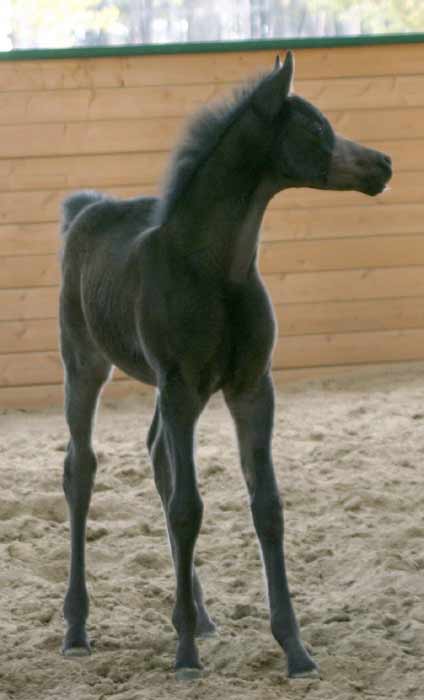 photos taken 4-1-08 at 11 months of age
Black Arabian colt by pfc Trevallon Black Arabian colt by pfc Trevallon
Black Arabian filly by pfc Trevallon