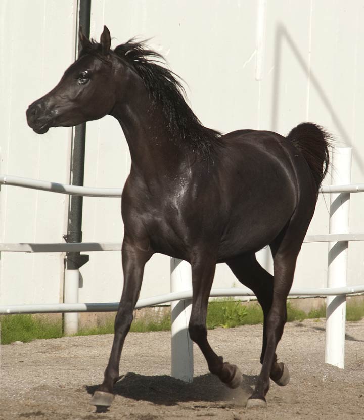 Black Arabian filly by pfc Trevallon