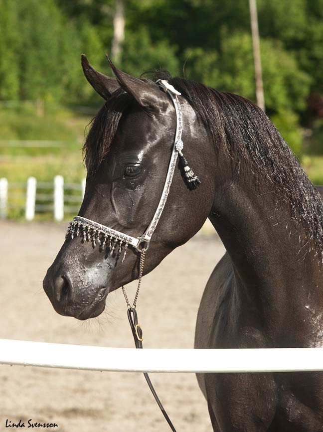 Black Arabian filly by pfc Trevallon