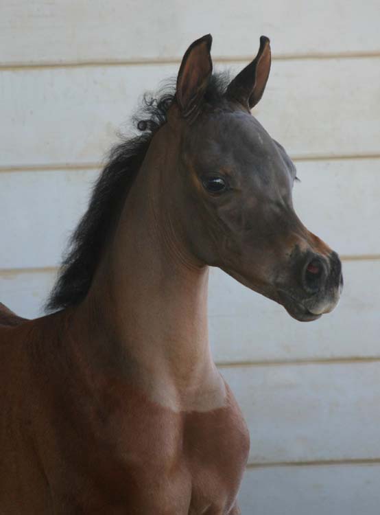 Bay Arabian Filly from Birch Park Black Arabians