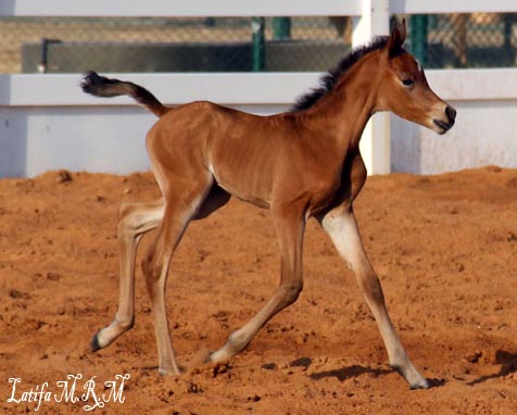 Foal by Trevallon born in UAE in 2011