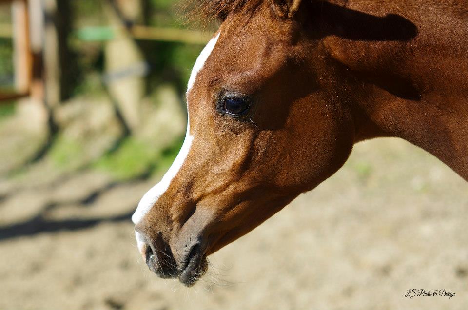 foal by Magic Magnifique