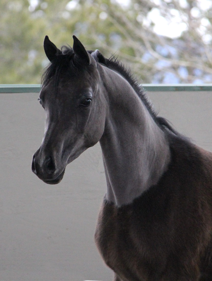 Grey Arabian colt by Ferric BP