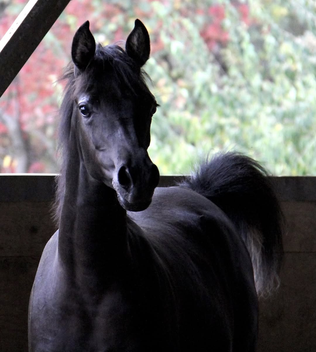 Homozygous
black filly by
Om El Maximus