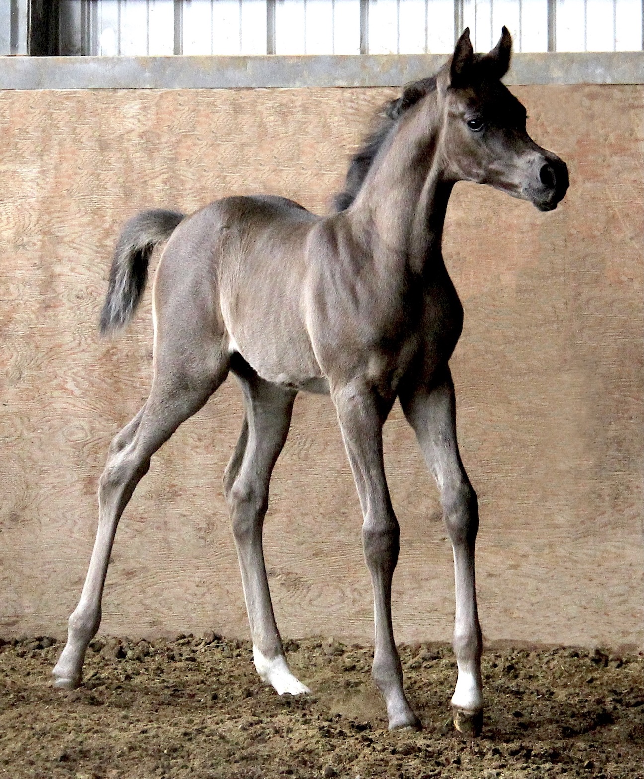 Homozygous black filly by Om El Maximus