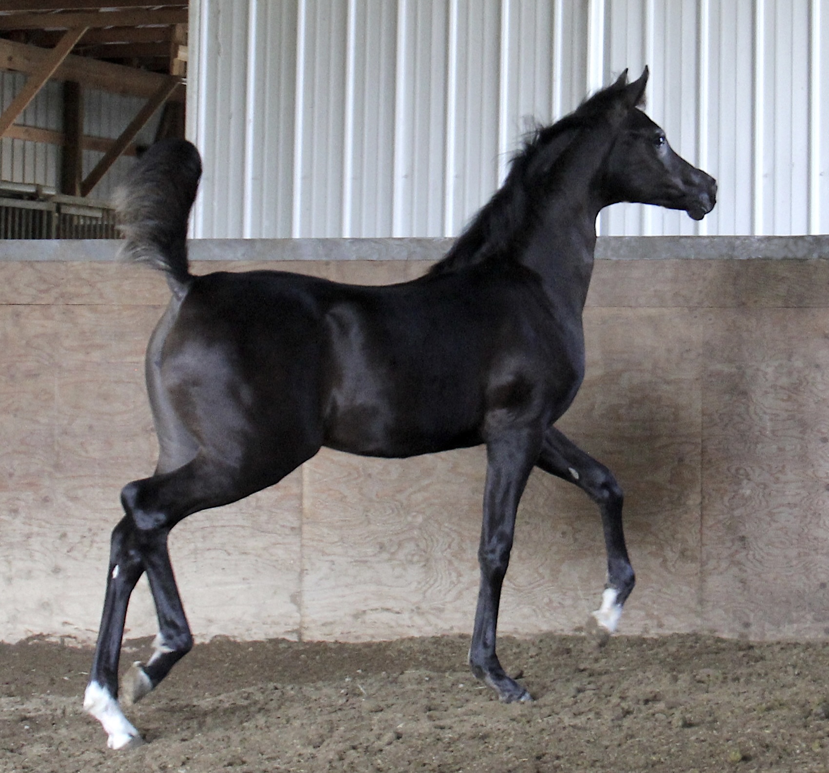 Homozygous
                                                          black filly by
                                                          Om El Maximus