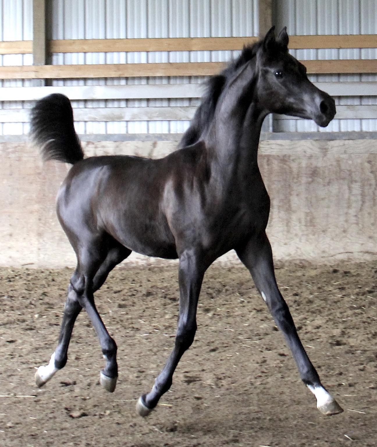 Homozygous

                                                          black filly by
                                                          Om El Maximus
